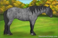 Horse Color:Blue Roan Varnish Rabicano 