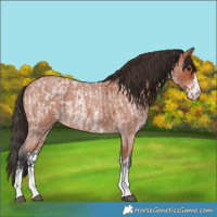 Horse Color:Bay Roan Sabino Rabicano and Bay Roan Sabino Rabicano