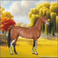 Horse Color:Bay Sabino Rabicano and Bay Sabino Rabicano
