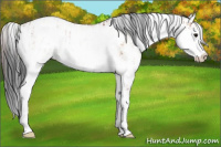 Horse Color:Bay Sabino Rabicano  and Bay Dun Sabino Rabicano 