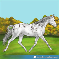 Horse Color:White Spotted Silver Brown Mushroom Sabino Appaloosa 