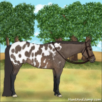 Horse Color:Brown Dun Appaloosa Brindle
