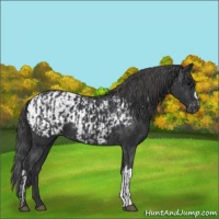 Horse Color:Black  and Black Blanket 