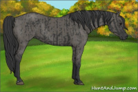 Horse Color:Black  and Grullo 