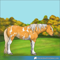 Horse Color:White Spotted Palomino Tobiano 
