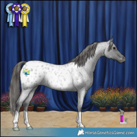 Horse Color:Blue Roan Appaloosa Rabicano 
