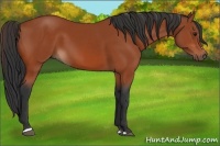 Horse Color:Bay Sabino Rabicano  and Bay Sabino Rabicano 