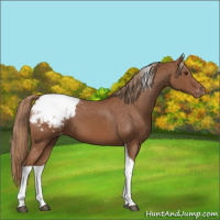 Horse Color:Chestnut Tobiano Snowcap 