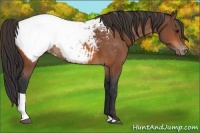 Horse Color:Bay Tobiano Snowcap