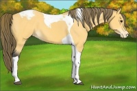 Horse Color:Buckskin Tobiano Varnish 