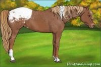 Horse Color:Chestnut Tobiano Appaloosa