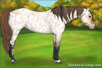 Horse Color:Bay Roan Dun Near Leopard 