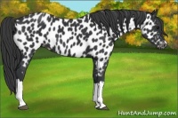 Horse Color:Black Near Leopard