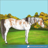Horse Color:Buckskin Sabino Rabicano  and Buckskin Sabino Rabicano 