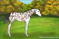 Horse Color:Bay Roan Splash Appaloosa Rabicano 