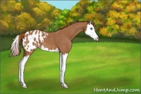 Horse Color:Chestnut Splash Appaloosa 