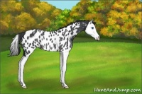 Horse Color:Black Splash Near Leopard Rabicano 