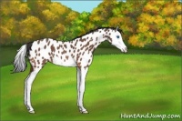 Horse Color:Bay Roan Splash Appaloosa 