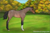 Horse Color:Bay Roan 