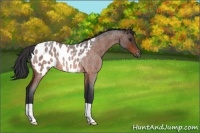 Horse Color:Brown Roan Near Leopard Rabicano 