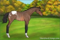 Horse Color:Bay Roan Snowcap Rabicano 