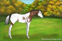 Horse Color:Bay Splash Near Fewspot 