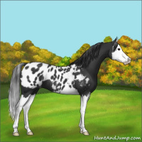 Horse Color:Black Splash Appaloosa 