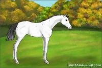 Horse Color:Blue Roan Splash Appaloosa Rabicano 