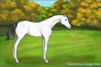 Horse Color:Blue Roan Splash Appaloosa Rabicano 
