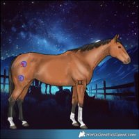 Horse Color:Bay Tobiano 