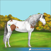 Horse Color:Bay Splash Tobiano 