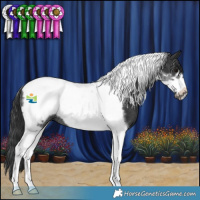 Horse Color:Black Tobiano Frame Rabicano 