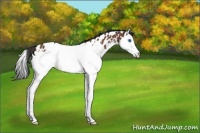 Horse Color:Bay Splash Appaloosa Rabicano 