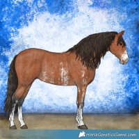 Horse Color:Bay Sabino Rabicano  and Bay Sabino Rabicano 