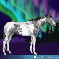 Horse Color:Gray Black Ice Tobiano 