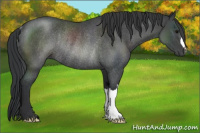 Horse Color:Blue Roan Rabicano 