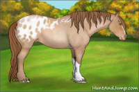 Horse Color:Brown Roan Pearl Appaloosa 