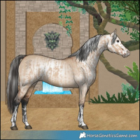 Horse Color:Bay Dun Sabino Rabicano  and Gray Bay Dun Sabino Rabicano 