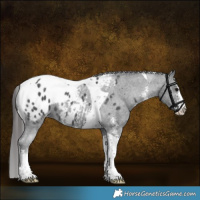 Horse Color:Black Sabino Tobiano Appaloosa 