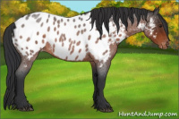 Horse Color:Brown Roan Appaloosa 