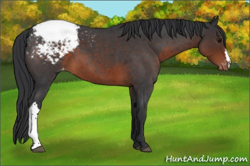 Horse Color:Brown Roan Appaloosa 