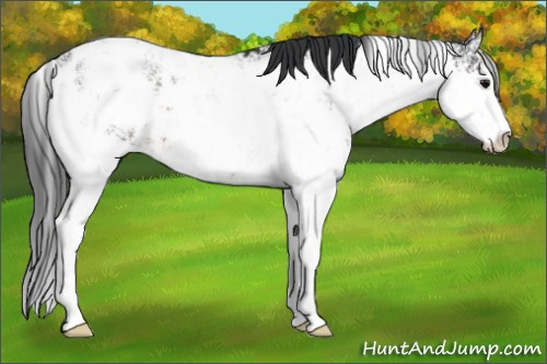 Horse Color:Brown Sabino Appaloosa 