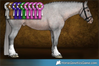 Horse Color:Brown Roan Appaloosa 