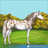 Horse Color:Chestnut Splash Near Leopard 