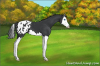 Horse Color:Black Splash Appaloosa 