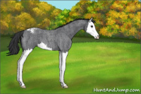 Horse Color:Blue Roan Splash Varnish 