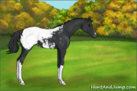 Horse Color:Black Appaloosa 