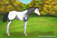Horse Color:Blue Roan Splash Appaloosa Rabicano 
