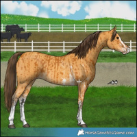 Horse Color:Buckskin Sabino Rabicano  and Amber Cream Champagne Sabino Rabicano 