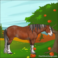 Horse Color:Silver Bay Sabino Rabicano  and Bay Sabino Splash Rabicano 